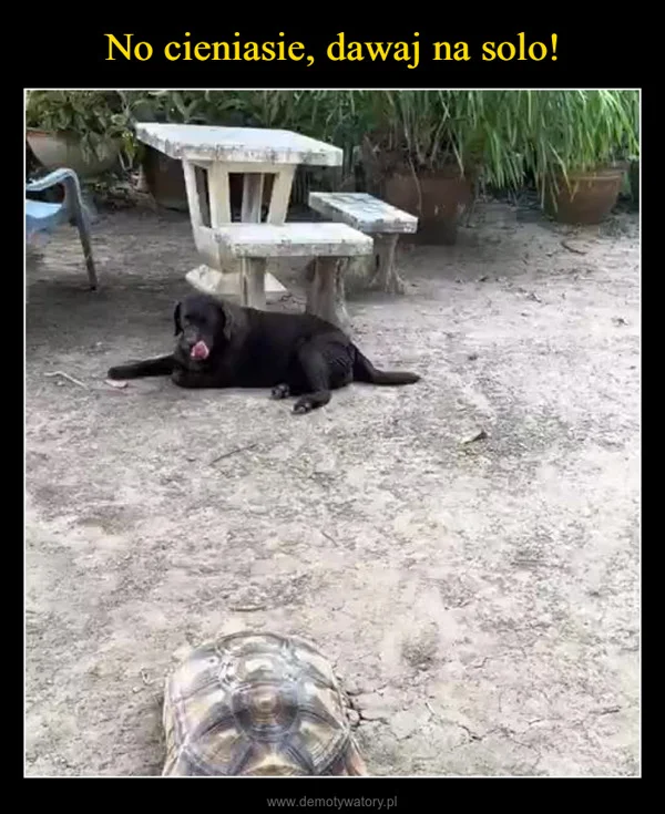 
    No cieniasie, dawaj na solo!