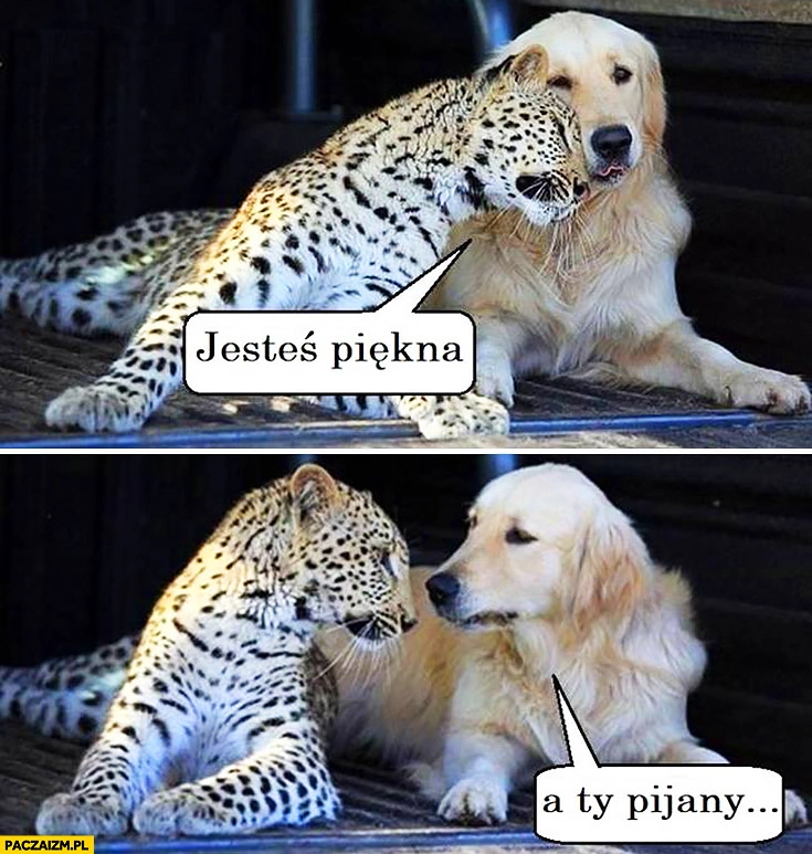 
    Jesteś piękna, a Ty pijany pies gepard