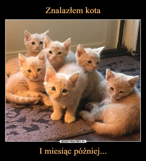 
    Znalazłem kota I miesiąc później...