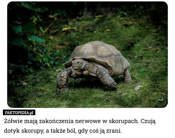 
    Żółwie mają zakończenia nerwowe w skorupach. Czują dotyk skorupy, a także