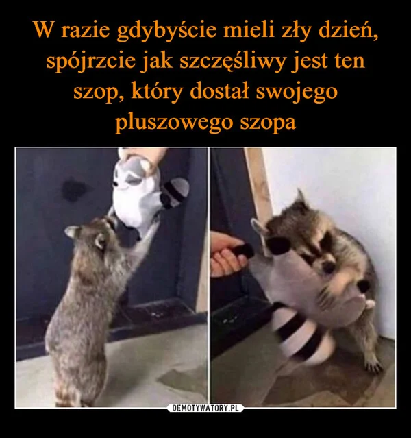 
    W razie gdybyście mieli zły dzień, spójrzcie jak szczęśliwy jest ten szop, który dostał swojego pluszowego szopa