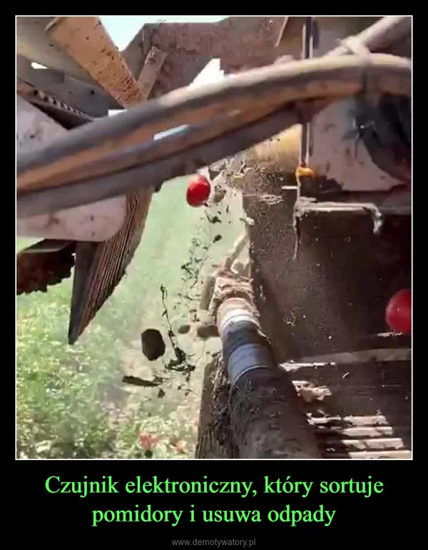 
    Czujnik elektroniczny, który sortuje pomidory i usuwa odpady