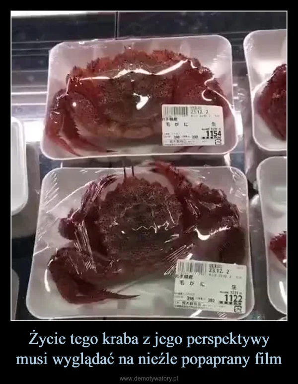 
    Życie tego kraba z jego perspektywy musi wyglądać na nieźle popaprany film