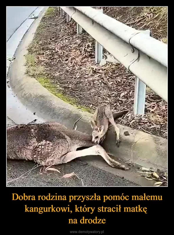 
    Dobra rodzina przyszła pomóc małemu kangurkowi, który stracił matkę na drodze