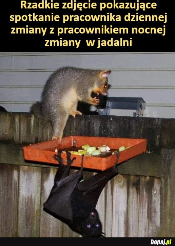 
    Rzadkie zdjęcie