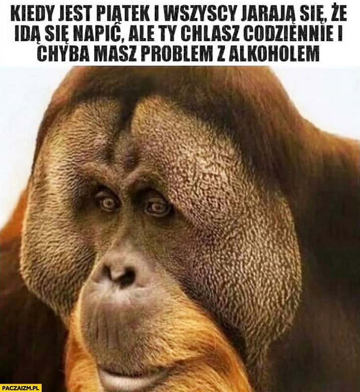 
    Kiedy jest piątek i wszyscy jarają się, że idą się napić, ale Ty chlasz codziennie i chyba masz problem z alkoholem smutna małpa