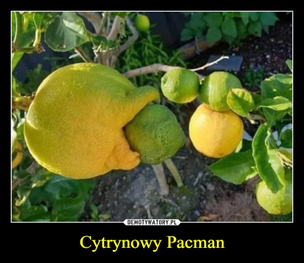 
    Cytrynowy Pacman