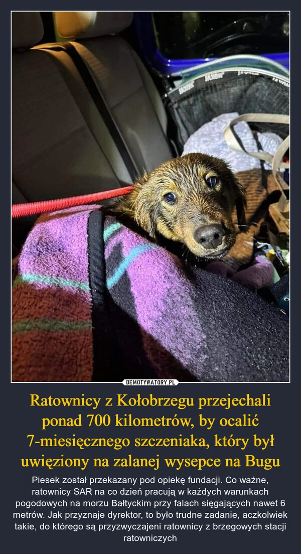 
    Ratownicy z Kołobrzegu przejechali ponad 700 kilometrów, by ocalić 7-miesięcznego szczeniaka, który był uwięziony na zalanej wysepce na Bugu