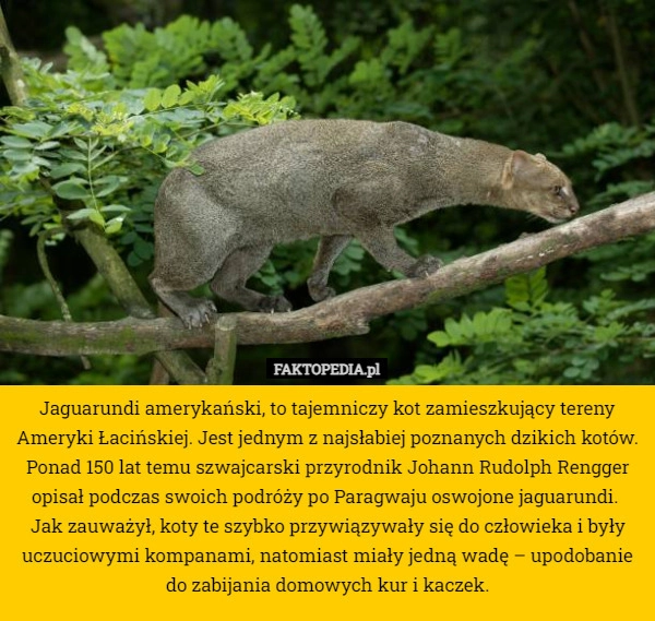 
    Jaguarundi amerykański, to tajemniczy kot zamieszkujący tereny Ameryki Łacińskiej.