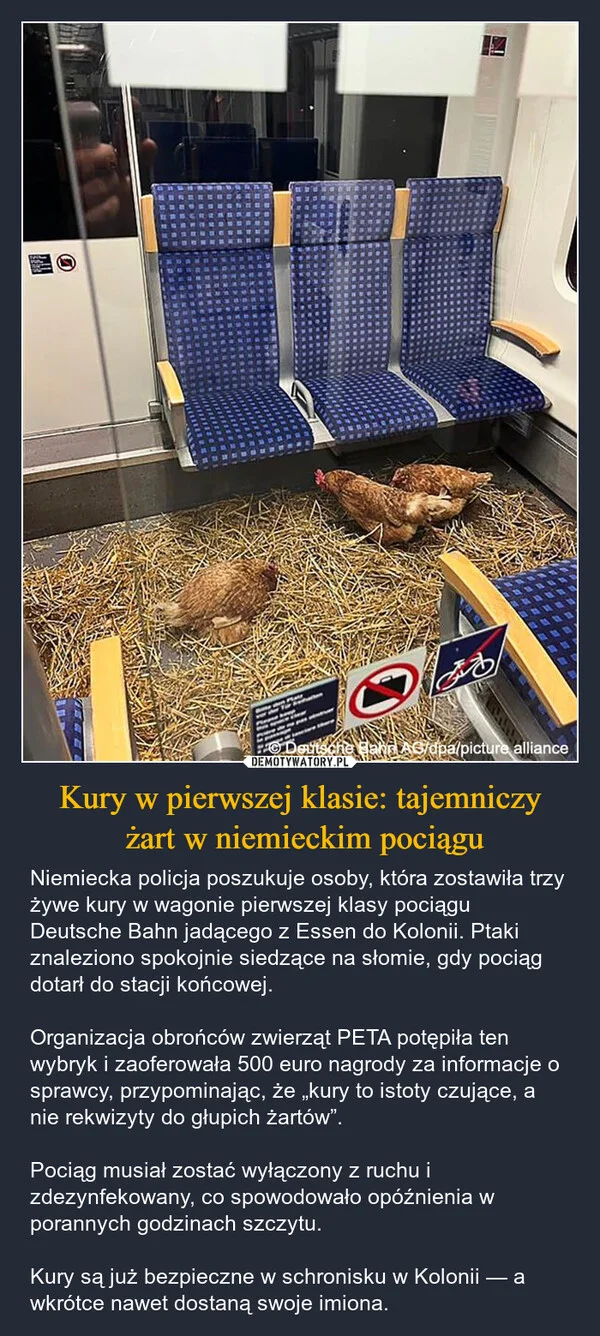 
    Kury w pierwszej klasie: tajemniczy żart w niemieckim pociągu