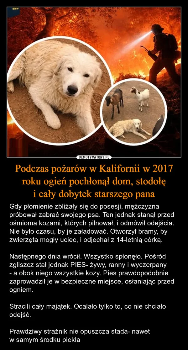 
    Podczas pożarów w Kalifornii w 2017 roku ogień pochłonął dom, stodołę i cały dobytek starszego pana