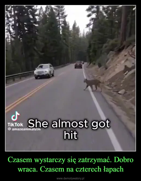 
    Czasem wystarczy się zatrzymać. Dobro wraca. Czasem na czterech łapach