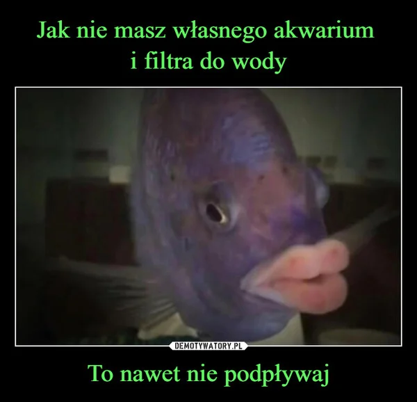 
    Jak nie masz własnego akwarium i filtra do wody To nawet nie podpływaj