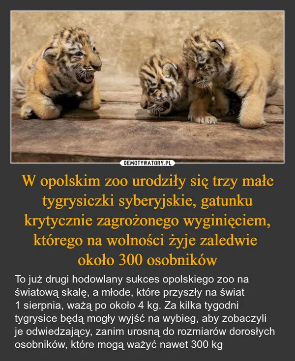
    W opolskim zoo urodziły się trzy małe tygrysiczki syberyjskie, gatunku krytycznie zagrożonego wyginięciem, którego na wolności żyje zaledwie około 300 osobników