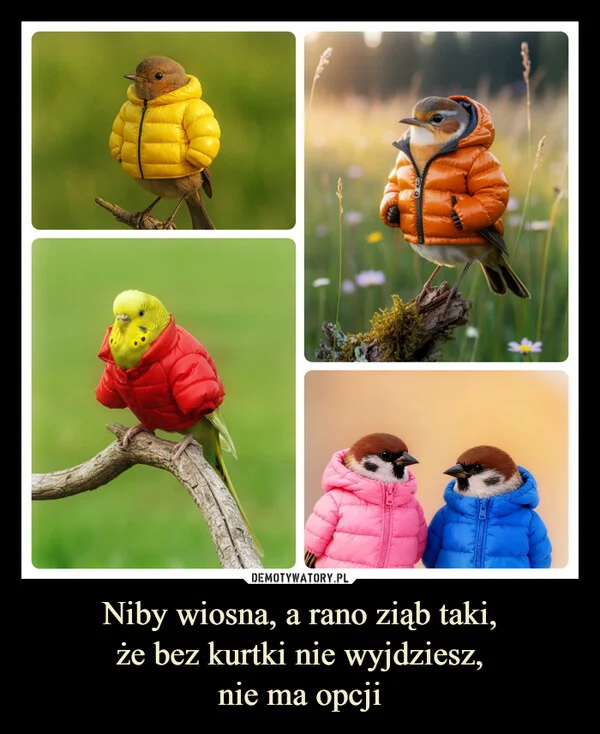 
    Niby wiosna, a rano ziąb taki, że bez kurtki nie wyjdziesz, nie ma opcji