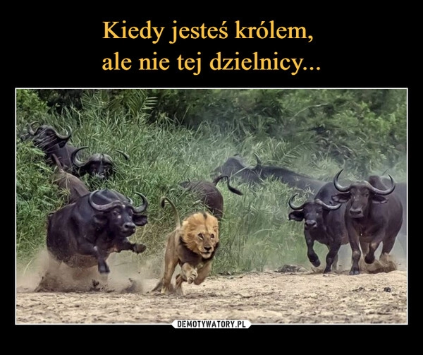 
    Kiedy jesteś królem, 
ale nie tej dzielnicy...