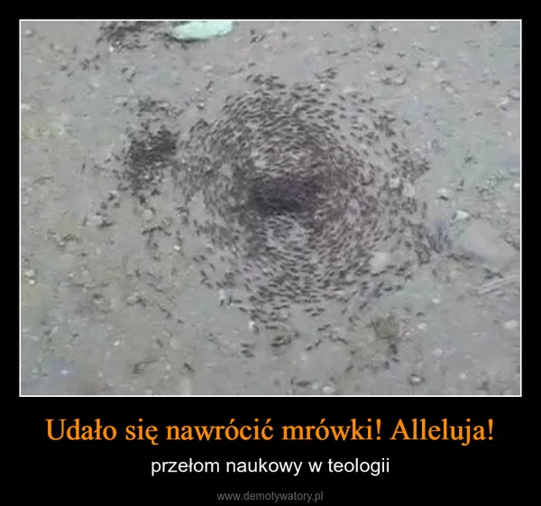 
    Udało się nawrócić mrówki! Alleluja!