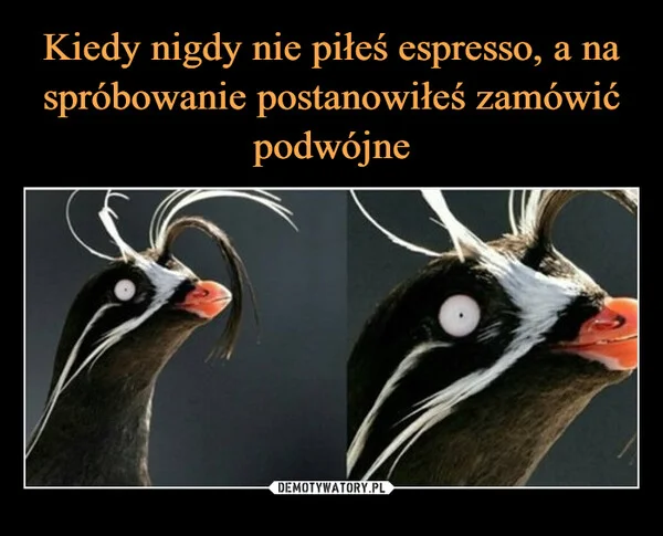
    Kiedy nigdy nie piłeś espresso, a na spróbowanie postanowiłeś zamówić podwójne