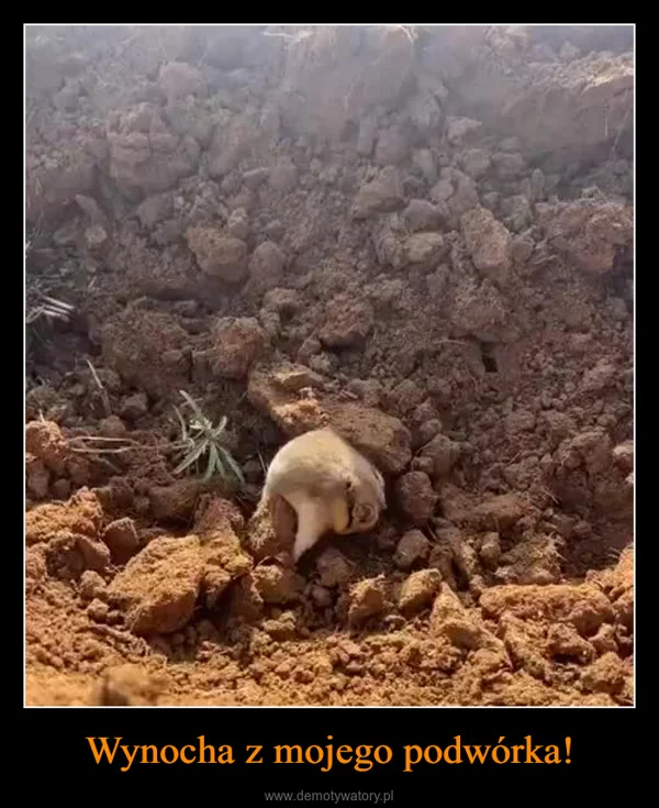 
    Wynocha z mojego podwórka!