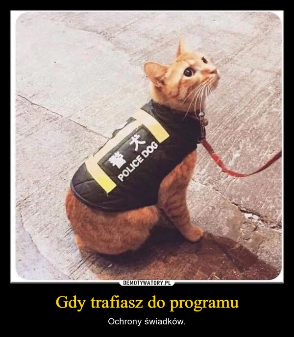 
    Gdy trafiasz do programu