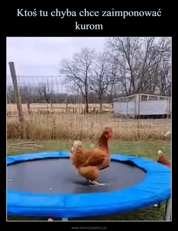 
    Ktoś tu chyba chce zaimponować kurom