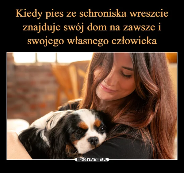 
    Kiedy pies ze schroniska wreszcie znajduje swój dom na zawsze i swojego własnego człowieka