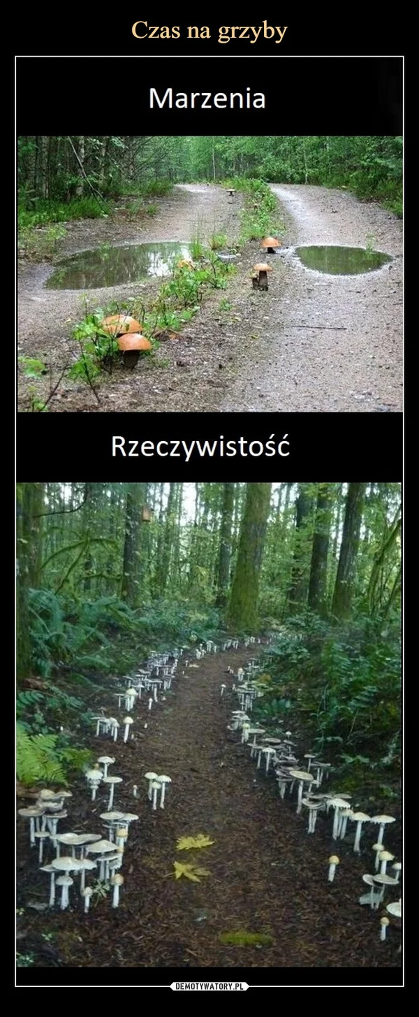 
    Czas na grzyby