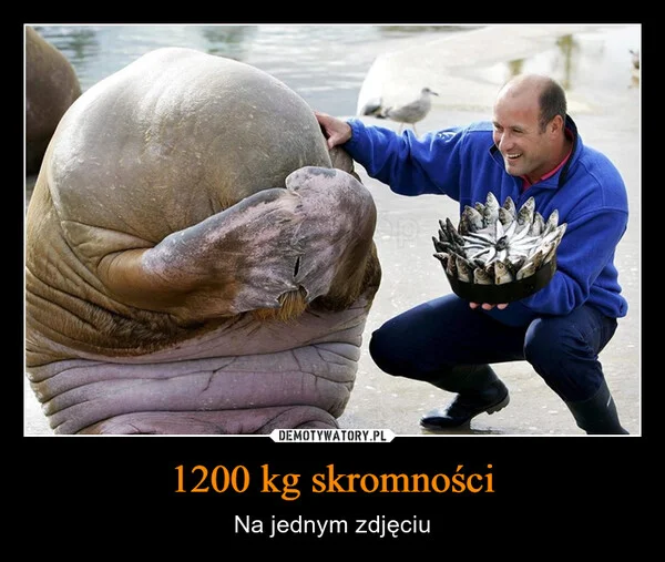 
    1200 kg skromności
