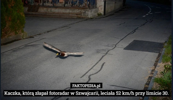 
    Kaczka, którą złapał fotoradar w Szwajcarii, leciała 52 km/h przy limicie