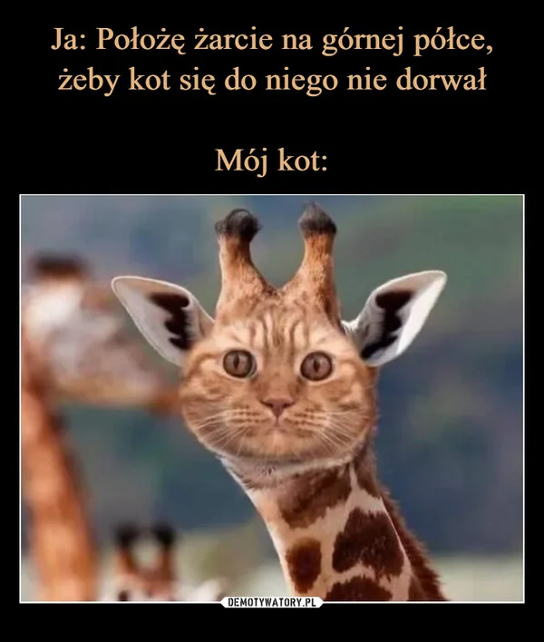 
    Ja: Położę żarcie na górnej półce, żeby kot się do niego nie dorwał Mój kot: