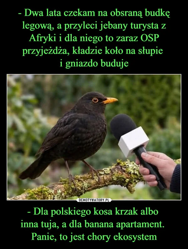 
    - Dwa lata czekam na obsraną budkę legową, a przyleci jebany turysta z Afryki i dla niego to zaraz OSP przyjeżdża, kładzie koło na słupie i gniazdo buduje - Dla polskiego kosa krzak albo inna tuja, a dla banana apartament. Panie, to jest chory ekosystem