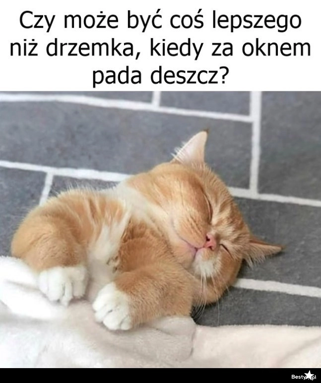 
    Idealny moment na drzemkę 