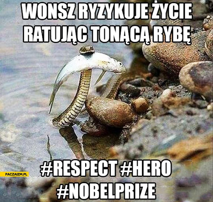 
    Wąż ryzykuje życie ratując tonącą rybę