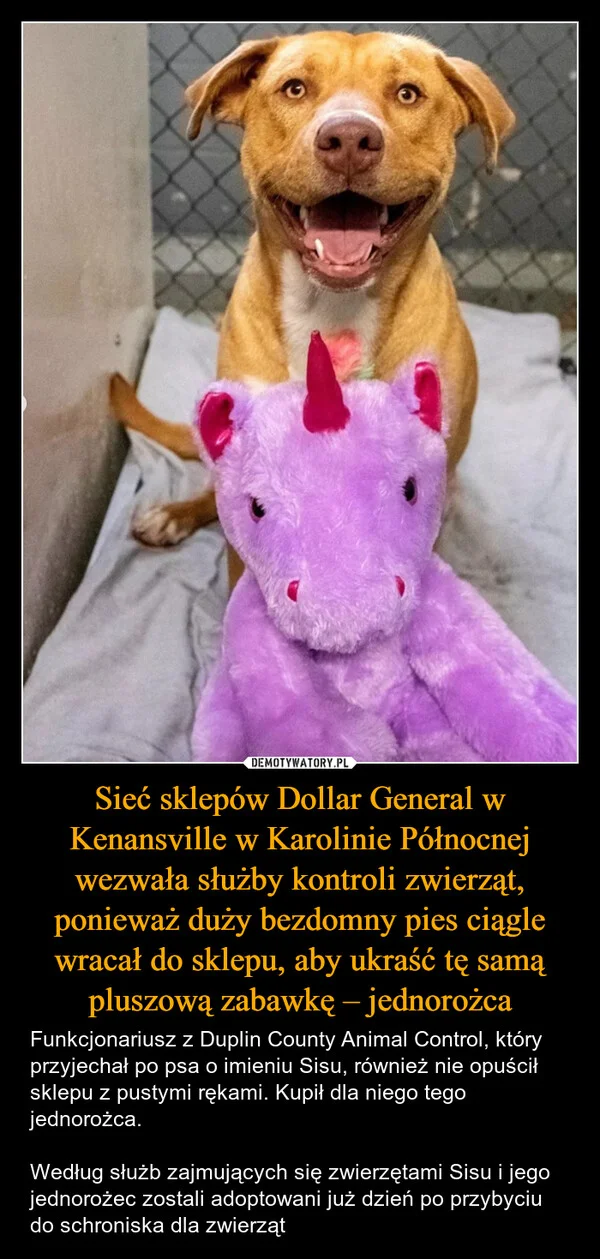 
    Sieć sklepów Dollar General w Kenansville w Karolinie Północnej wezwała służby kontroli zwierząt, ponieważ duży bezdomny pies ciągle wracał do sklepu, aby ukraść tę samą pluszową zabawkę – jednorożca