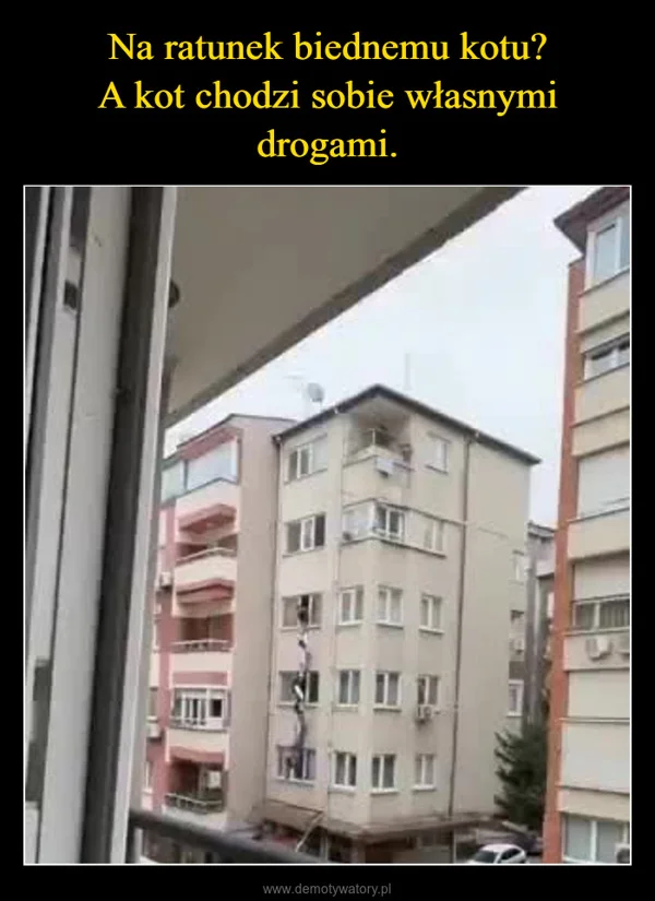 
    Na ratunek biednemu kotu? A kot chodzi sobie własnymi drogami.