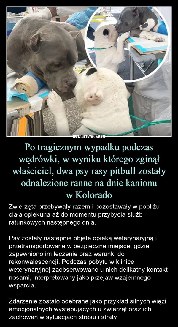 
    Po tragicznym wypadku podczas wędrówki, w wyniku którego zginął właściciel, dwa psy rasy pitbull zostały odnalezione ranne na dnie kanionu w Kolorado