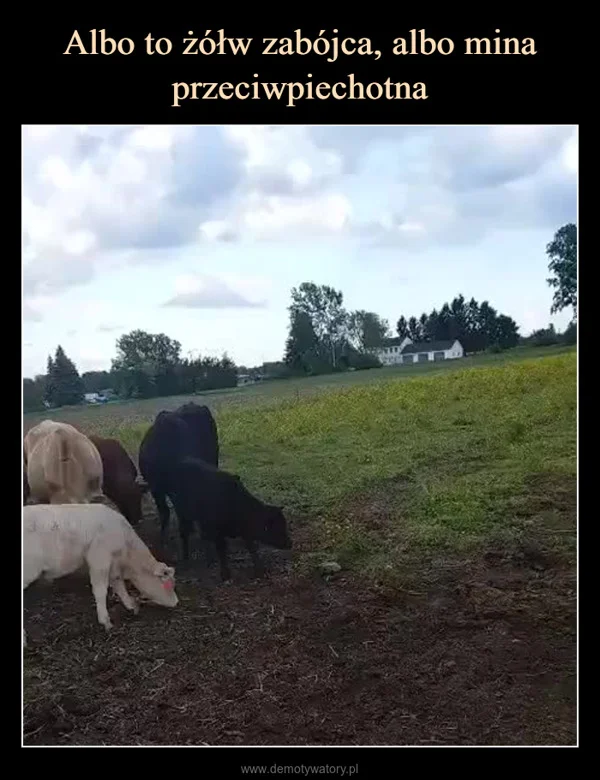 
    Albo to żółw zabójca, albo mina przeciwpiechotna