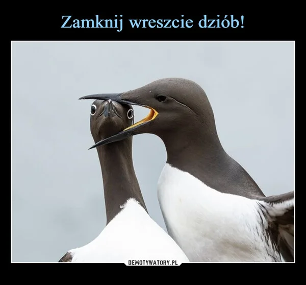 
    Zamknij wreszcie dziób!