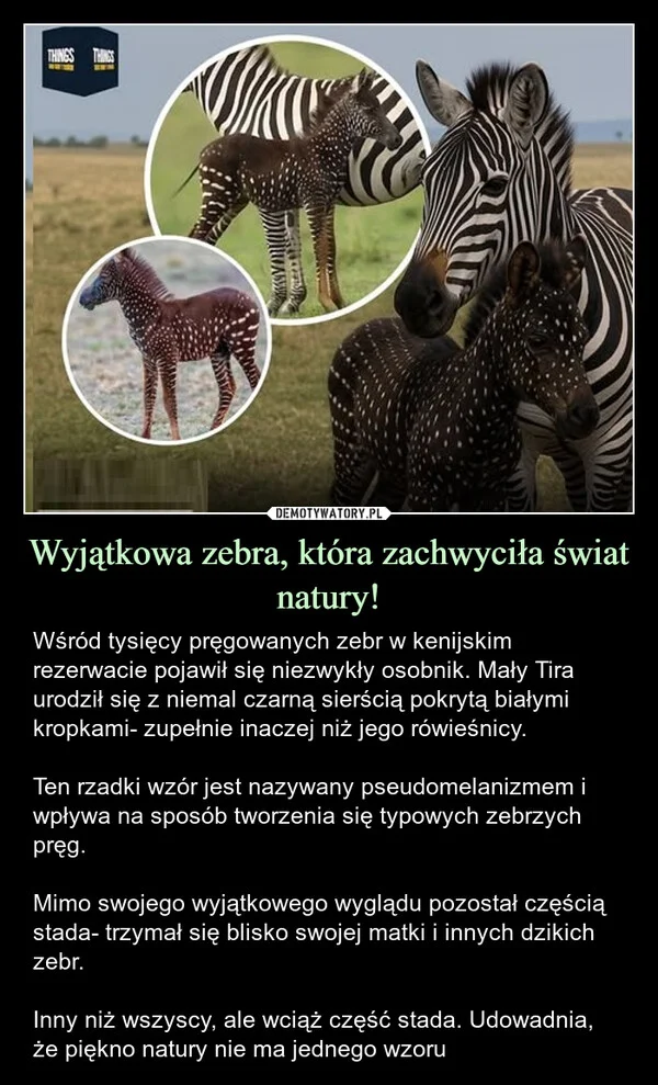 
    Wyjątkowa zebra, która zachwyciła świat natury!