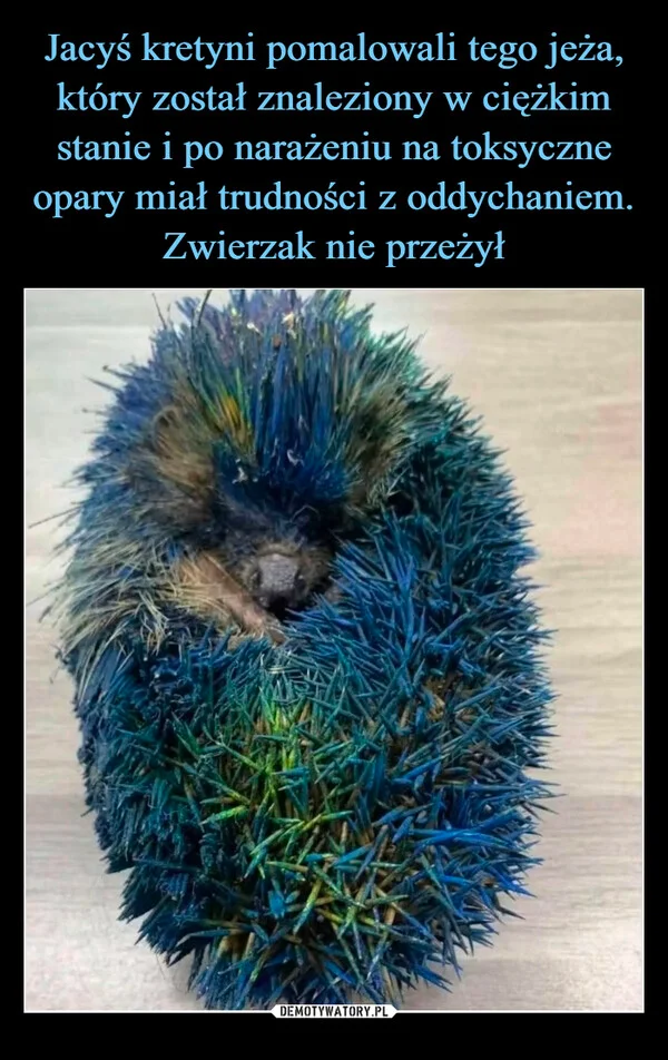 Jacyś kretyni pomalowali tego jeża, który został znaleziony w ciężkim stanie i po narażeniu na toksyczne opary miał trudności z oddychaniem. Zwierzak nie przeżył