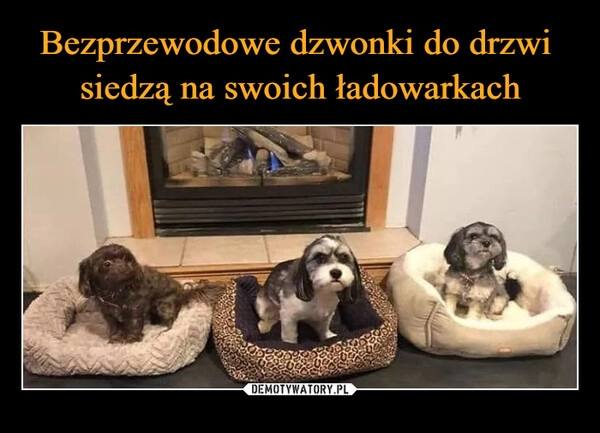 
    Bezprzewodowe dzwonki do drzwi 
siedzą na swoich ładowarkach