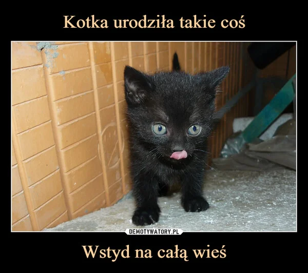 
    Kotka urodziła takie coś Wstyd na całą wieś