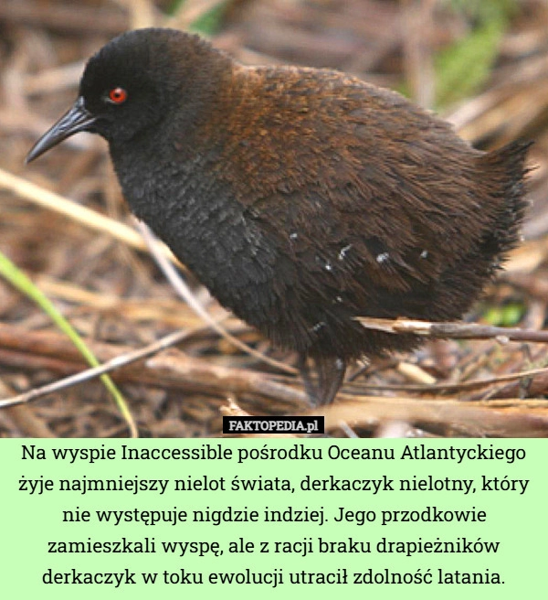 
    Na wyspie Inaccessible pośrodku Oceanu Atlantyckiego żyje najmniejszy nielot