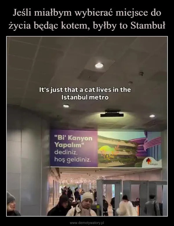 Jeśli miałbym wybierać miejsce do życia będąc kotem, byłby to Stambuł