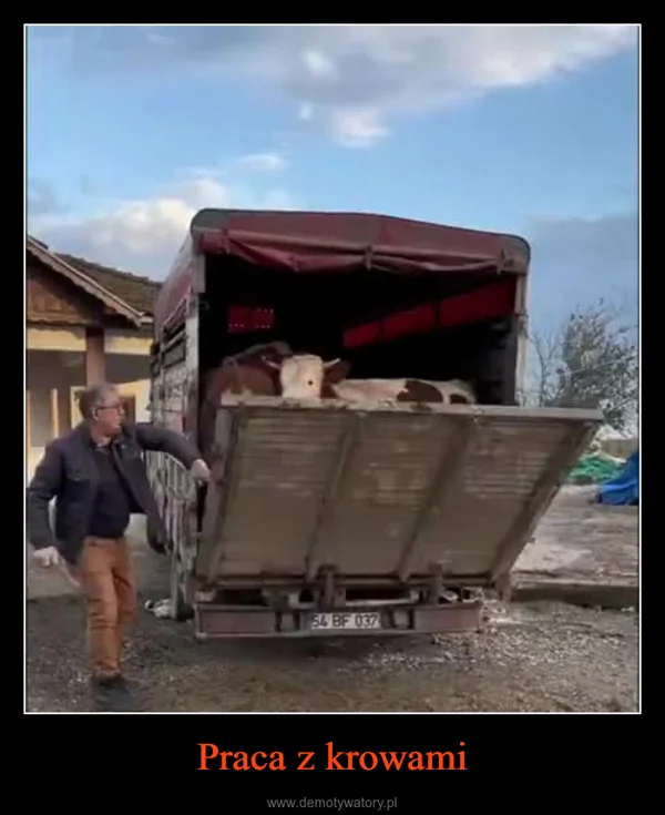 
    Praca z krowami