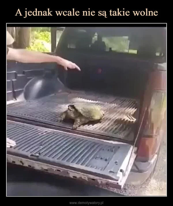 A jednak wcale nie są takie wolne