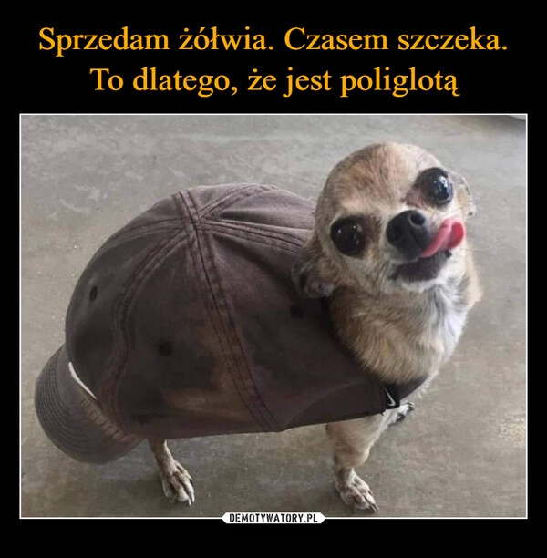 
    Sprzedam żółwia. Czasem szczeka. To dlatego, że jest poliglotą