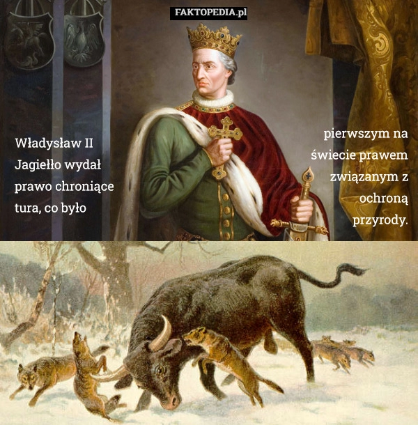 
    Władysław II Jagiełło wydał prawo chroniące tura, co było 