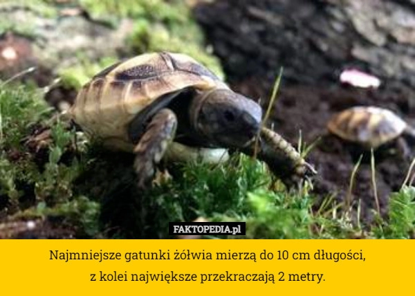 
    Najmniejsze gatunki żółwia mierzą do 10 cm długości,
 z kolei największe