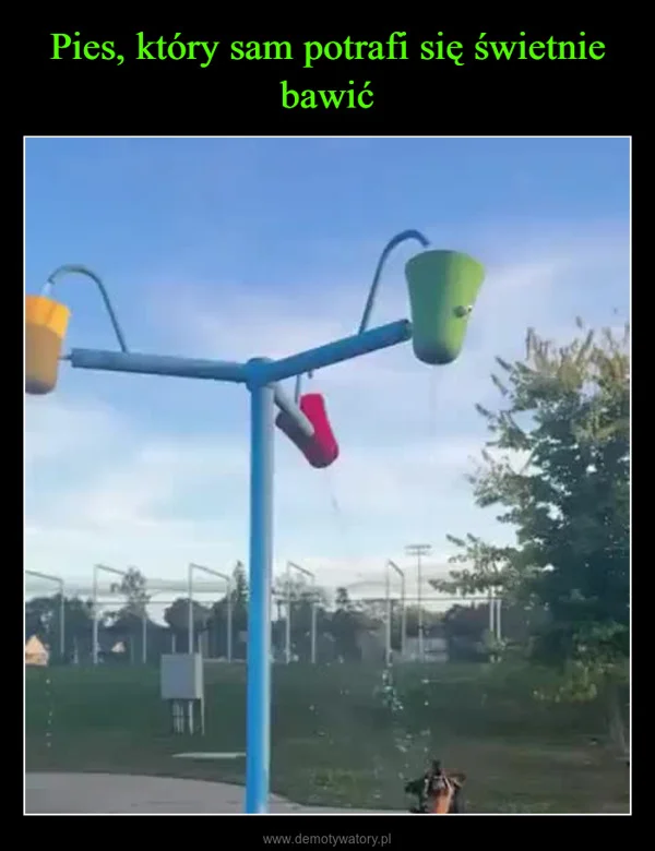 
    Pies, który sam potrafi się świetnie bawić